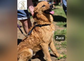 Zuco – jung, klug, charmant – und ziemlich bereit fürs Zuhause!