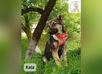 Kala – Das Leben klopft an. Wer macht die Tür auf!