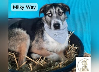 Milky Way – nicht laut, aber genau richtig!