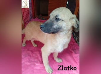 Zlatko – wo aus einem Welpen Familie wird!