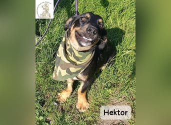 Hektor – mittendrin statt brav daneben!