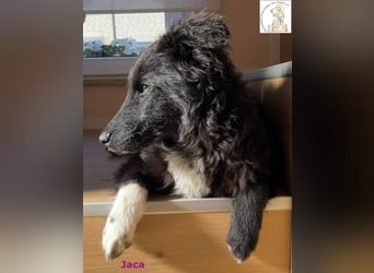 Jaca – unsere Herzensbrecherin♥️