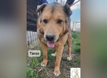 Tarzo – Ein Herz voller Jahre, das Ruhe verdient!