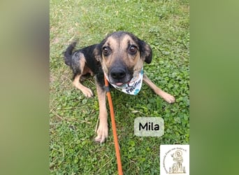 Mila – Heldinnen können auch manchmal ganz klein sein!