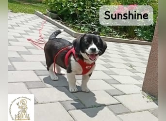 Sunshine – ein kleines Lächeln auf vier Pfoten!