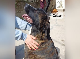Cesar – ein großer Junge mit Honig im Herzen!