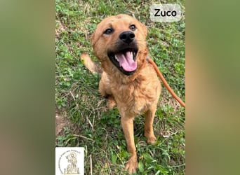 Zuco – jung, klug, charmant – und ziemlich bereit fürs Zuhause!