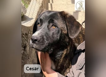 Cesar – ein großer Junge mit Honig im Herzen!