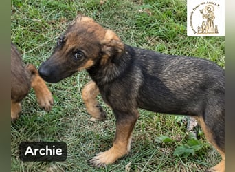 Archie – kleine Pfoten, große Aufgabe, großes Glück!