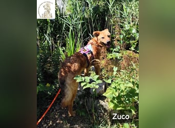Zuco – jung, klug, charmant – und ziemlich bereit fürs Zuhause!