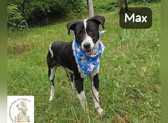Max – seine zweite Chance auf ein wundervolles Leben!