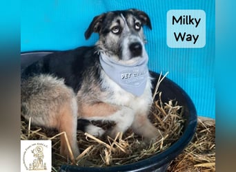 Milky Way – nicht laut, aber genau richtig!