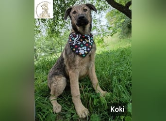 Koki – Wer Abenteuer sucht, sollte jetzt weiterlesen!