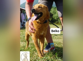 Belko – der Kumpel, auf den man gewartet hat!