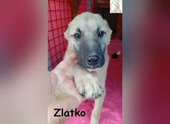 Zlatko – wo aus einem Welpen Familie wird!