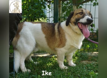 Ike – nicht nur optisch was ganz Besonderes!