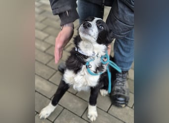 Jerko – sucht Komplizen fürs ganze Leben!