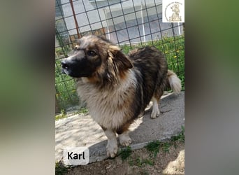 Karl – ein echtes Unikat auf vier Pfoten!
