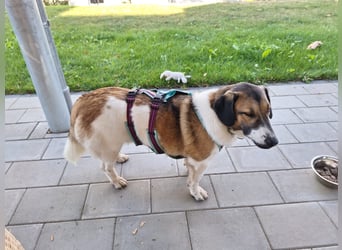 Ike – nicht nur optisch was ganz Besonderes!