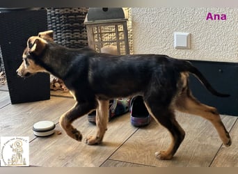 Ana – junges Mädchen, große Pläne!