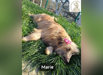 Marie – zu süß für diese Welt, aber kein bisschen aus Zucker!