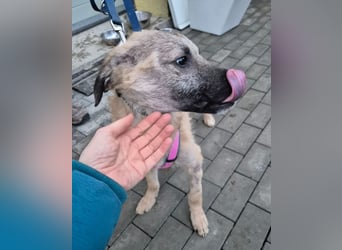 Zlatko – wo aus einem Welpen Familie wird!