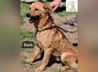 Zuco – jung, klug, charmant – und ziemlich bereit fürs Zuhause!
