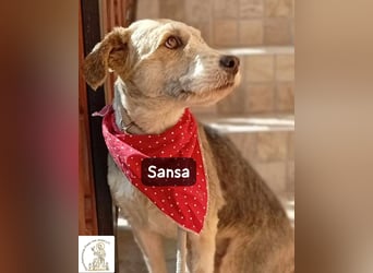 Sansa – der Neuanfang steht ihr einfach gut!