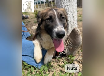 Nuts – manche Seelen tragen ihren Zauber ganz leise!