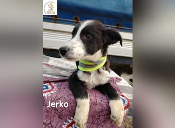 Jerko – sucht Komplizen fürs ganze Leben!