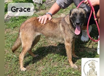 Grace – Köpfchen, Power und definitiv Pfeffer im Hintern!