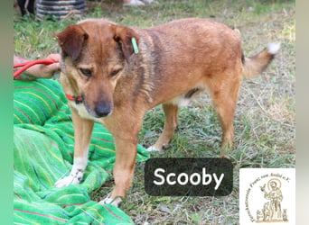 Scooby – kein Jungspund mehr, aber längst nicht fertig mit dem Leben!