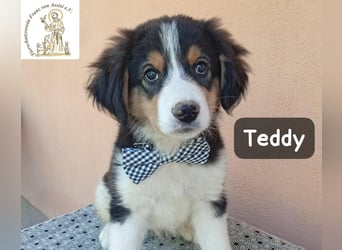 Teddy – talentiert in Kuscheln, Spielen und Unsinn machen!
