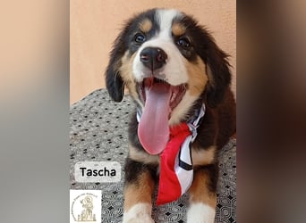Tascha – heute wäre ein guter Tag, um ein Zuhause zu finden!