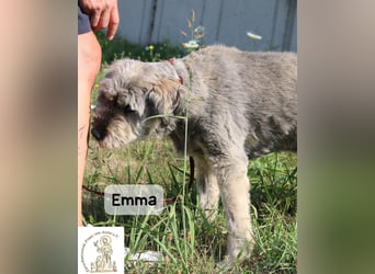 Emma – manche Herzen werden einfach nie alt!