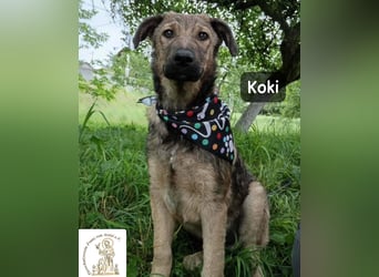Koki – Wer Abenteuer sucht, sollte jetzt weiterlesen!