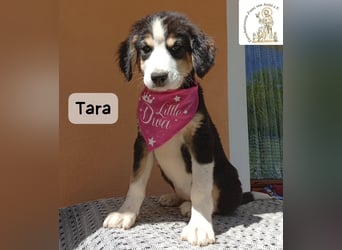 Tara – jemanden zum Bleiben finden, das wäre schön!