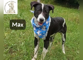 Max – seine zweite Chance auf ein wundervolles Leben!