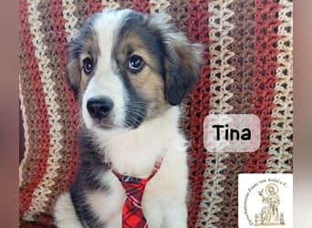 Tina – Manchmal braucht das Glück nur ein kleines Körbchen!