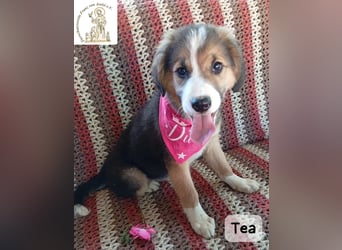 Tea – zu jung, um die Welt allein zu erobern!