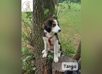 Tango – große Pfoten, großes Herz und viel Potenzial!