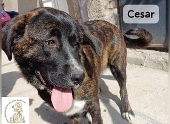 Cesar – ein großer Junge mit Honig im Herzen!