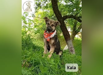 Kala – Das Leben klopft an. Wer macht die Tür auf!