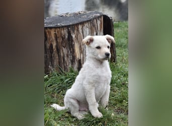 Verspielter Lemmy sucht sein Zuhause