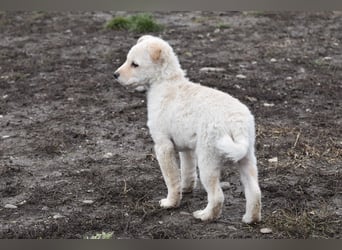 Verspielter Lemmy sucht sein Zuhause