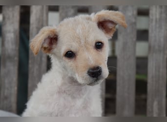 Verspielter Lemmy sucht sein Zuhause