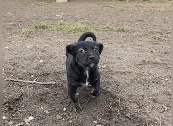 Kleine Liska sucht ihre Familie