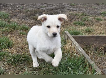 Verspielter Lemmy sucht sein Zuhause