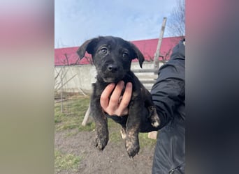 Kleine Liska sucht ihre Familie