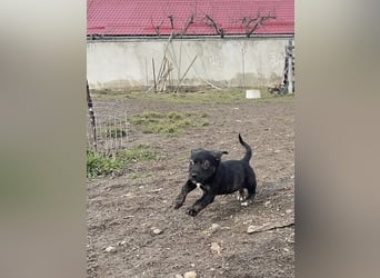 Kleine Liska sucht ihre Familie